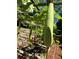 Beautiful garden featuring a pergola with gourd vines adding natural charm at 2220 Stirling Bridge Rd, Cumming, GA 30041