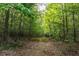 Scenic driveway through wooded acreage with mature trees and natural foliage at 12551 Alcovy Rd, Covington, GA 30014