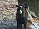 Close up of a goat standing in a pen on a farm at 12421 Highway 36, Covington, GA 30014
