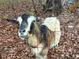 Charming view of a goat with red collar in a fenced area on a wooded lot at 12421 Highway 36, Covington, GA 30014