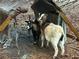 Picture of goats outside of the house at 12421 Highway 36, Covington, GA 30014