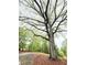 Scenic view of tree-lined property with lush greenery and a paved walkway for a peaceful atmosphere at 12421 Highway 36, Covington, GA 30014