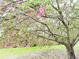 Inviting yard featuring a mature tree with vibrant pink blossoms in full bloom at 12421 Highway 36, Covington, GA 30014