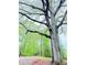 Scenic shot of a tree-lined road with lush greenery, offering a serene country feel at 12421 Highway 36, Covington, GA 30014