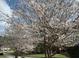Close up of Cherry Blossoms in full bloom add spring color to the yard around this lovely home at 21 Enclave Walk, Powder Springs, GA 30127