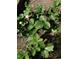 Close-up of a strawberry plant flourishing in the garden at 21 Enclave Walk, Powder Springs, GA 30127