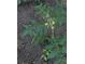Close-up of a tomato plant flourishing in the garden at 21 Enclave Walk, Powder Springs, GA 30127