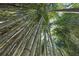 Lush bamboo forest canopy creating a serene and peaceful natural environment at 2683 Fleur De Lis Pl, Atlanta, GA 30360