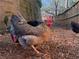 An outdoor chicken coop with brown mulch and several chickens foraging at 710 E Northway Ln, Atlanta, GA 30342