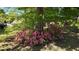 Inviting front yard featuring vibrant pink azaleas blooming around a mature tree, adding color and charm at 4290 Chestnut Grove Ln, Austell, GA 30106