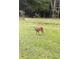A young deer stands in a grassy field on the property at 3545 Liberty Rd, Villa Rica, GA 30180