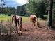 Pastoral scene of two horses grazing peacefully in a fenced paddock on the property at 3545 Liberty Rd, Villa Rica, GA 30180