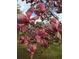 Close-up view of pink Magnolia blossoms on a tree on the property at 3545 Liberty Rd, Villa Rica, GA 30180