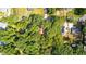 Aerial view of a property with lush trees and landscaping, showing the lot's natural features at 159 Forest Ave, Social Circle, GA 30025