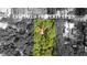 Aerial view of a property within estimated property lines, showing wooded lot at 159 Forest Ave, Social Circle, GA 30025