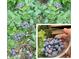 Close up of the plants found in the property at 1488 Drayton Woods Dr, Tucker, GA 30084