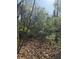Overgrown backyard with fallen leaves and dense foliage at 3674 Canton Rd, Marietta, GA 30066