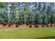 Professionally landscaped backyard with manicured lawn and beautiful blue spruce trees at 7 Hickory Branch, Hiram, GA 30141