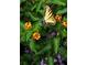 Close-up of a yellow butterfly on a cluster of colorful flowers with vibrant green leaves at 139 Stargaze Rdg, Canton, GA 30114