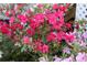 Lush azalea bush bursting with vibrant pink blooms, adding color to the landscape at 1643 Cumberland Trce, Acworth, GA 30102