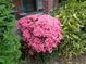 Lush pink azalea bush surrounded by greenery and foliage at 3091 Colonial Way # B4, Atlanta, GA 30341