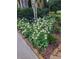 Attractive flower bed with vibrant white daisies and healthy greenery at 1239 Bonshaw Trl, Marietta, GA 30064