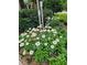 Attractive flower bed with vibrant white daisies and healthy greenery at 1239 Bonshaw Trl, Marietta, GA 30064