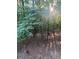 A tranquil backyard scene with deer amongst lush greenery, featuring dappled sunlight filtering through the trees at 525 Sycamore Pt, Woodstock, GA 30189