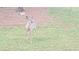 Backyard view shows deer grazing near lawn area at 340 Teal Ct, Roswell, GA 30076
