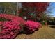 Landscaped yard featuring pink azaleas and a vibrant red maple tree in a beautifully maintained garden at 250 Blackberry Ln, Douglasville, GA 30134