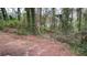 View of the overgrown wooded area behind this home; needs maintenance at 6344 Fitzgerald Ln, Austell, GA 30168