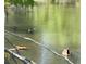 Close-up of water fowl swimming in a calm pond at 4009 Glenlake Nw Trce, Kennesaw, GA 30144