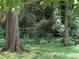 A lush backyard with mature trees, featuring a chain link fence and natural vegetation at 3013 Barcelona Way, Conyers, GA 30012
