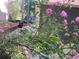 A garden brimming with vibrant pink flowers and lush greenery around the home's exterior at 863 Fairwood Pointe Nw, Acworth, GA 30101