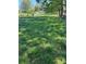 Grassy land with mature trees in the background surrounding the area at 2085 Jones Phillips Rd, Dacula, GA 30019
