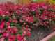 Beautifully landscaped front yard featuring vibrant, colorful flowers, enhancing curb appeal at 3657 Clearbrooke Ct, Duluth, GA 30097