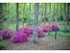 Scenic yard featuring groupings of vibrant pink azalea bushes nestled among tall trees in a peaceful setting at 1039 Smyrna Rd Sw, Conyers, GA 30094