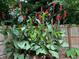 Vibrant red canna lilies add a splash of color to the garden near the wooden fence at 504 Baltimore Sw Ave, Lilburn, GA 30047