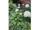 Lush landscaping featuring white hydrangea and variegated hosta plants, enhancing the home's curb appeal at 504 Baltimore Sw Ave, Lilburn, GA 30047