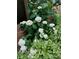 Beautiful landscaping showcases white hydrangeas and verdant hostas, adding elegance to the home's exterior at 504 Baltimore Sw Ave, Lilburn, GA 30047
