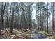 Scenic driveway through a serene forest, inviting you to a peaceful retreat at 5567 Tyree Rd, Winston, GA 30187