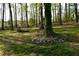 Relaxing backyard featuring mature trees with surrounding green grass and tree-lined border at 3867 Cherie Glen Rd, Snellville, GA 30039