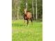 View of brown horse standing in a grassy field in the trees at 1819 Yorkshire Dr, Woodstock, GA 30189