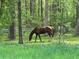 Scenic view of a horse grazing peacefully in a lush, green pasture with a white fence backdrop at 1819 Yorkshire Dr, Woodstock, GA 30189