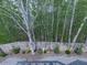 Backyard with a wooded view and a privacy fence at 305 Nobleman Way, Canton, GA 30114