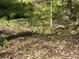Picturesque creek flowing through a lush green property with mature trees at 5026 Daniel Mill Rd, Winston, GA 30187