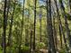Lush wooded backyard with vibrant greenery, perfect for enjoying the outdoors and natural surroundings at 999 Grassdale Rd, Cartersville, GA 30121