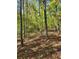 Wooded backyard providing a private and peaceful natural setting at 999 Grassdale Rd, Cartersville, GA 30121