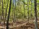 Lush wooded backyard offering privacy and natural beauty at 999 Grassdale Rd, Cartersville, GA 30121
