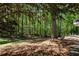 Lush backyard featuring mature trees providing ample shade and privacy at 220 Autumn Sage Dr, Alpharetta, GA 30005